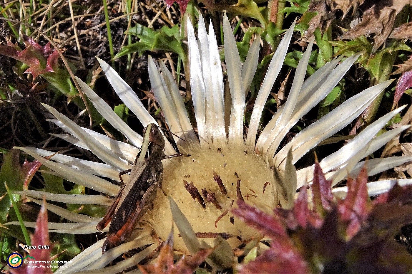 21 Cavalletta su carlina.JPG